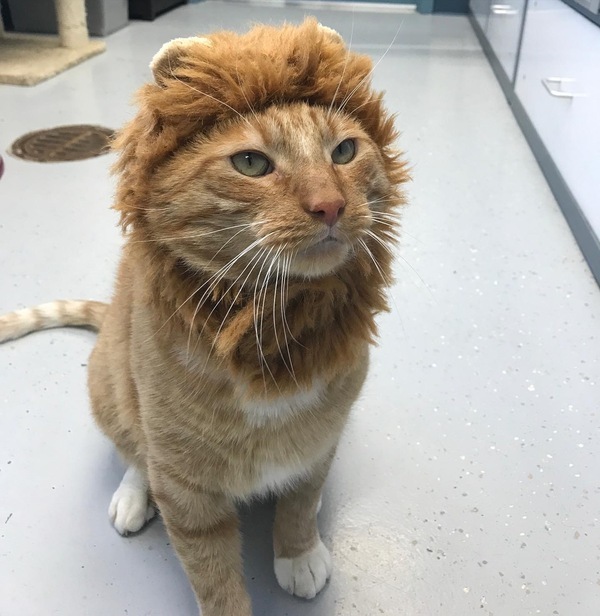 Mufasa 2