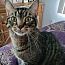 Mr Mitts