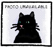 Indra, an adoptable Domestic Short Hair Mix in Oakland, NJ_image-5
