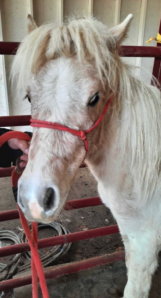 Olaf (Quarantine), an adoptable Pony in Hohenwald , TN_image-1