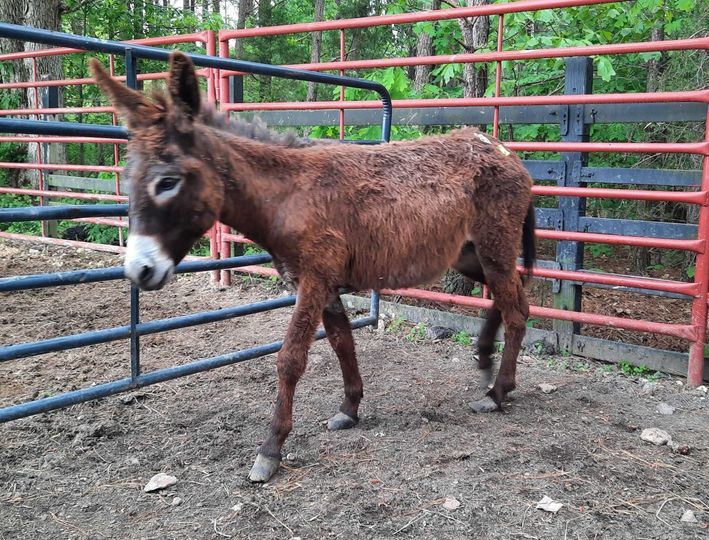 Bond (Unavailable), an adoptable Donkey in Hohenwald , TN_image-1