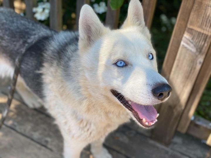 Leo, an adoptable Siberian Husky & German Shepherd Dog Mix in Portland, OR_image-4