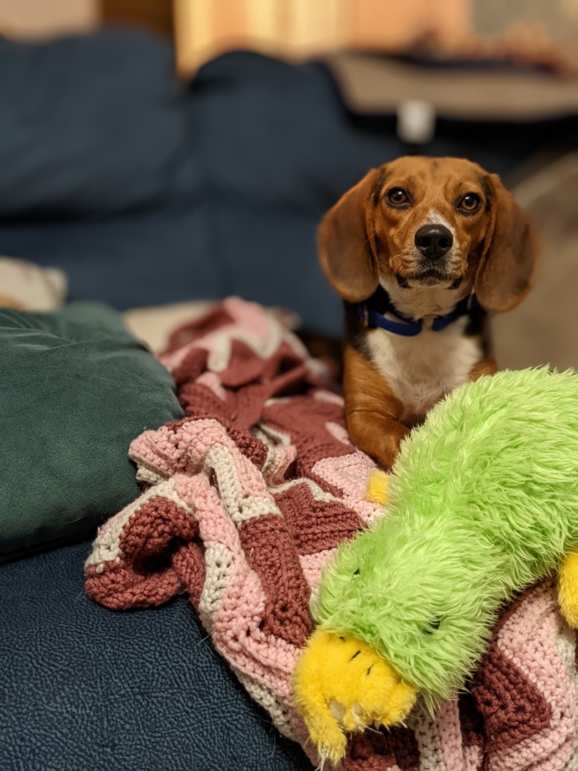 Jack Beagle- Come Meet Me 7/18!