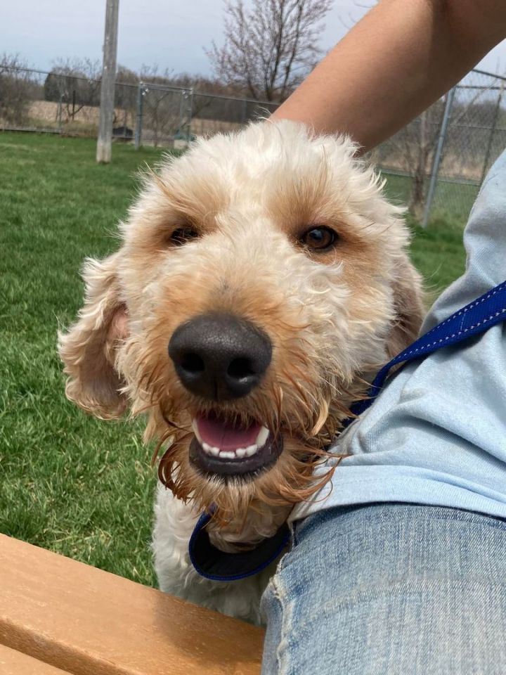 Butters, an adopted Goldendoodle Mix in Neillsville, WI_image-1