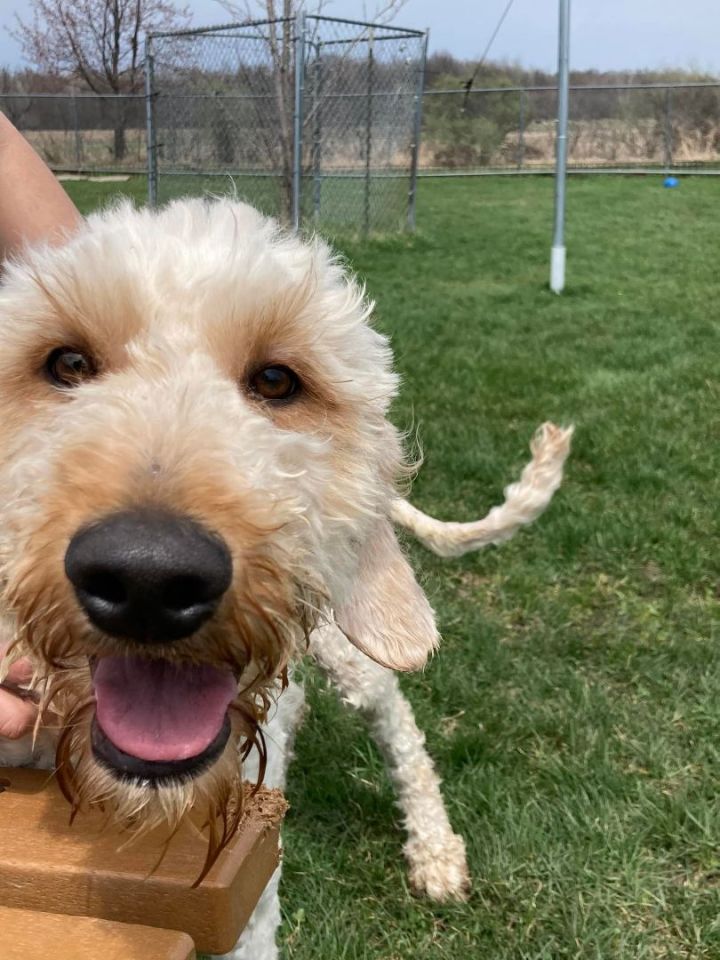 Butters, an adopted Goldendoodle Mix in Neillsville, WI_image-2