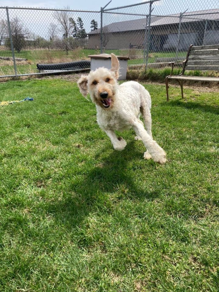 Butters, an adopted Goldendoodle Mix in Neillsville, WI_image-3