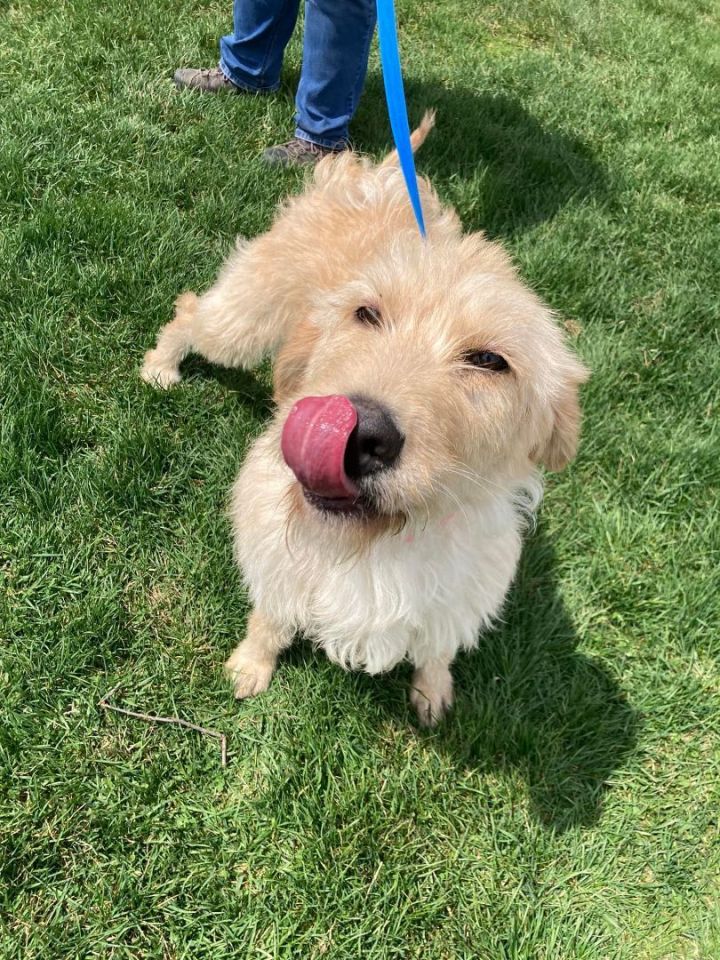 Popcorn, an adopted Goldendoodle Mix in Neillsville, WI_image-1