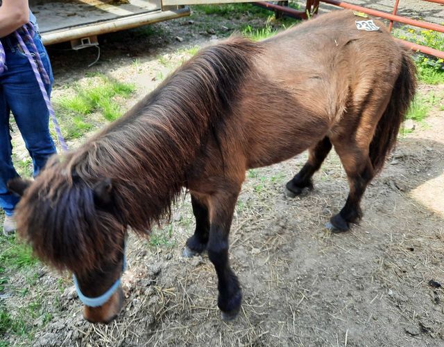 Denny, an adoptable Miniature Horse in Hohenwald , TN_image-1