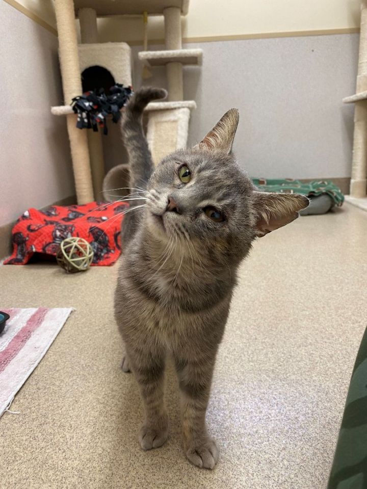 Earl, an adoptable Domestic Short Hair & Tabby Mix in Naperville, IL_image-2