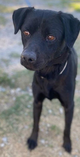 Drako, an adoptable Labrador Retriever in San Diego, CA, 92108 | Photo Image 1