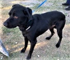 Drako, an adoptable Labrador Retriever in San Diego, CA, 92108 | Photo Image 3