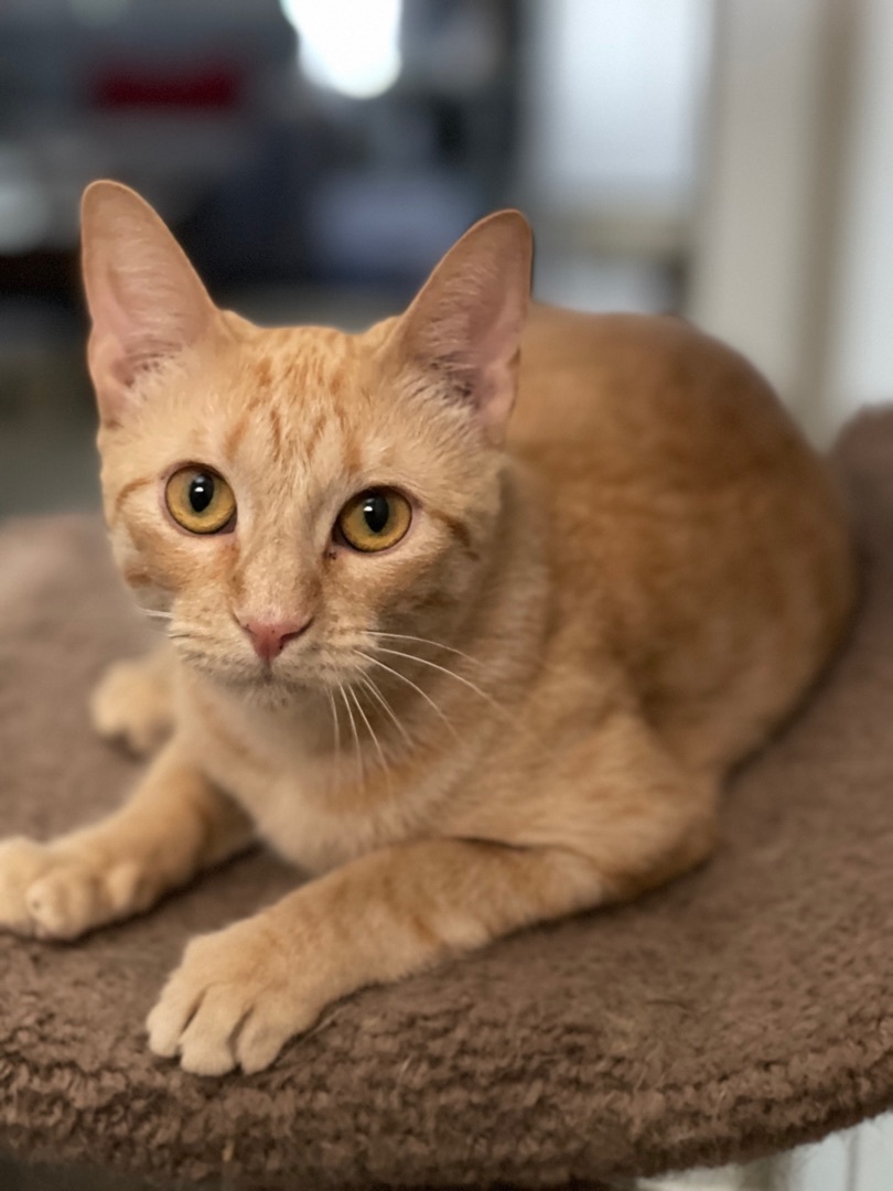 Fiona, an adoptable Domestic Short Hair in Parker, TX, 75002 | Photo Image 1