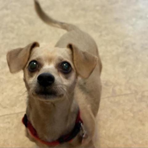 BUDDY, an adoptable Chihuahua in Point Richmond, CA_image-5