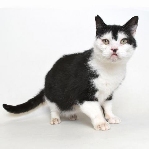 Montague, an adoptable Domestic Short Hair in Springfield, IL, 62702 | Photo Image 1