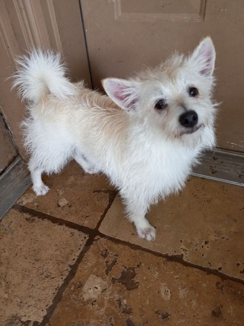 Terrier sales mix white