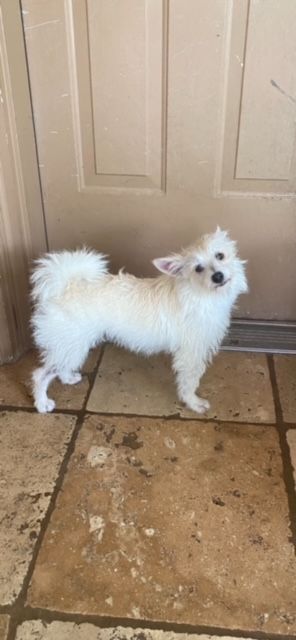 Westie store pomeranian puppies