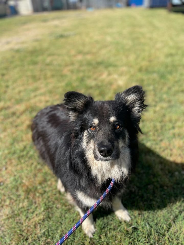 Auban - A Rehabilitating Former Feral Dog 3