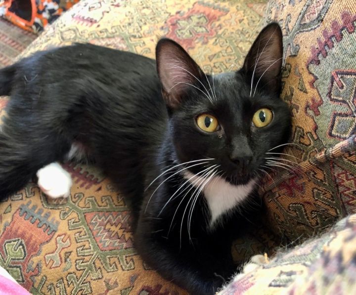 Little Star, an adoptable Tuxedo & Domestic Short Hair Mix in Mission Viejo, CA_image-3