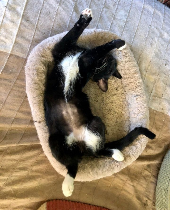 Little Star, an adoptable Tuxedo & Domestic Short Hair Mix in Mission Viejo, CA_image-5