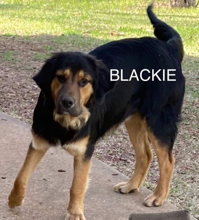 Blackie