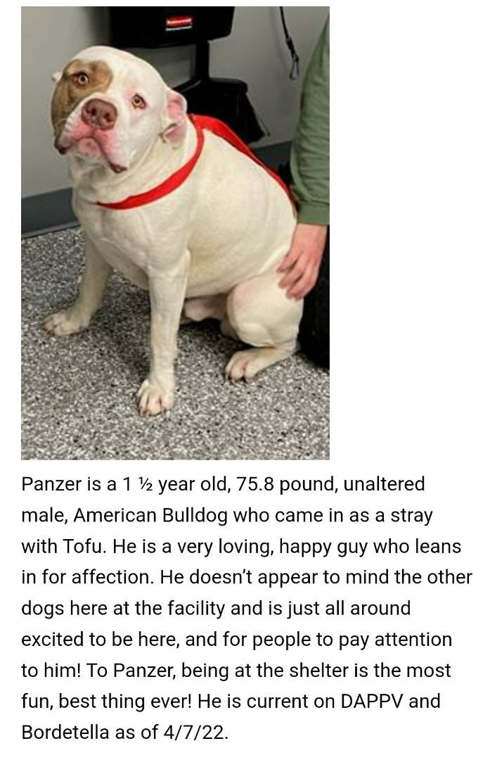 Panzer, an adoptable American Bulldog in Cincinnati, OH, 45255 | Photo Image 1