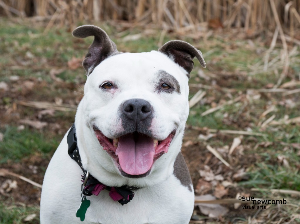 Mookie, an adoptable Pit Bull Terrier in Shorewood, IL, 60431 | Photo Image 1