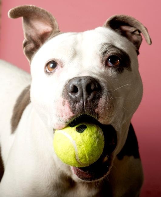 Mookie (adoption pending), an adoptable Pit Bull Terrier in Shorewood, IL, 60431 | Photo Image 2
