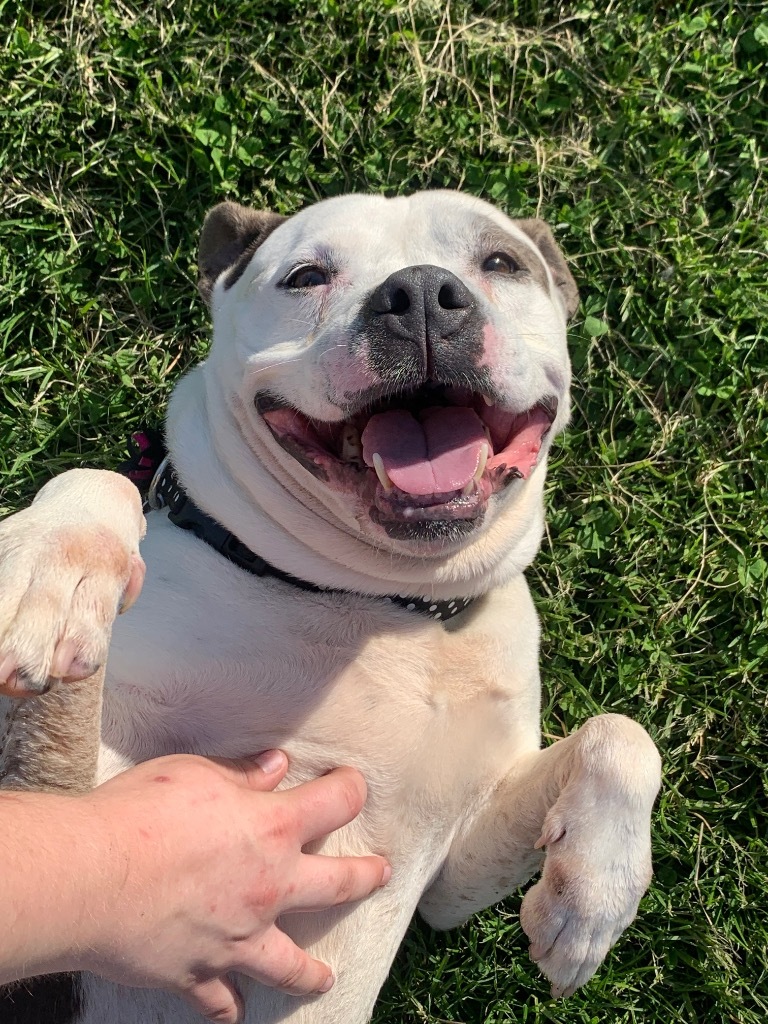 Mookie, an adoptable Pit Bull Terrier in Shorewood, IL, 60431 | Photo Image 3