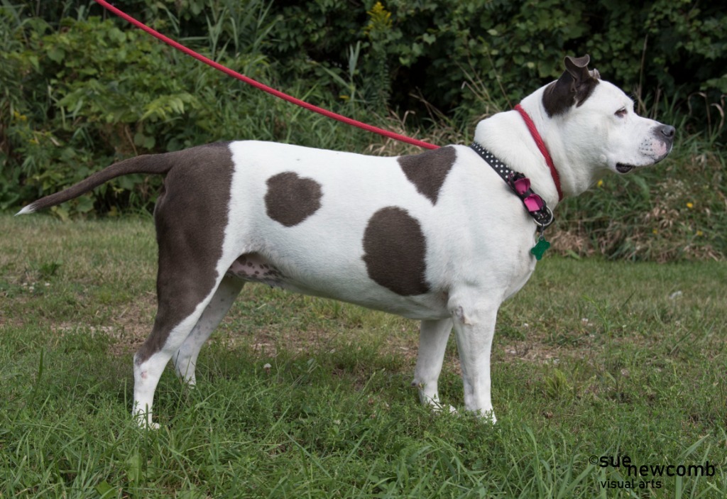 Mookie, an adoptable Pit Bull Terrier in Shorewood, IL, 60431 | Photo Image 4