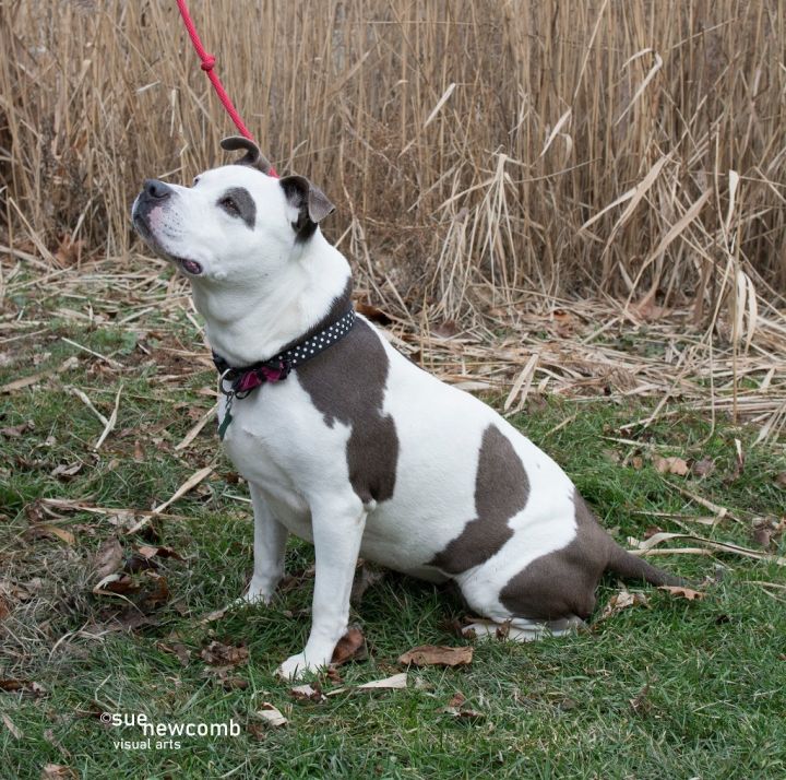 Mookie, an adoptable Pit Bull Terrier in Shorewood, IL_image-5