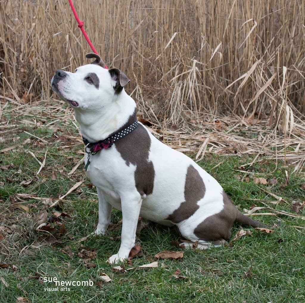 Mookie, an adoptable Pit Bull Terrier in Shorewood, IL, 60431 | Photo Image 5