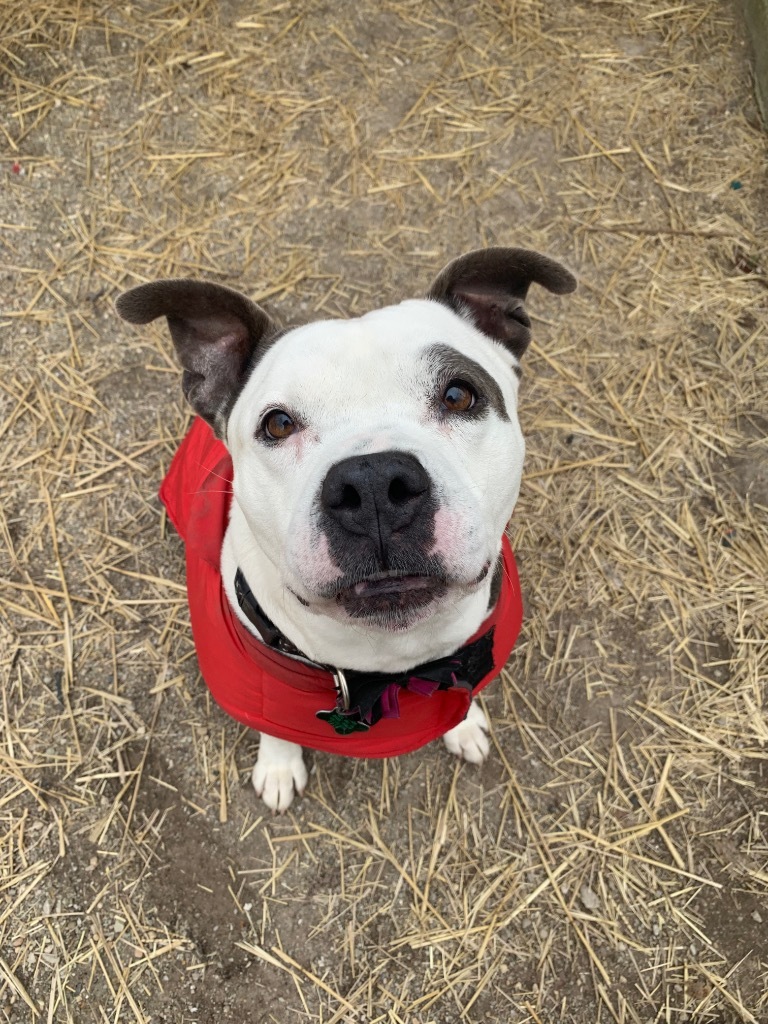 Mookie, an adoptable Pit Bull Terrier in Shorewood, IL, 60431 | Photo Image 6