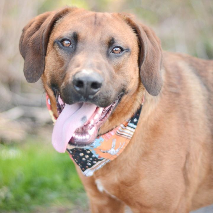Jax, an adoptable Hound Mix in Amsterdam, NY_image-1