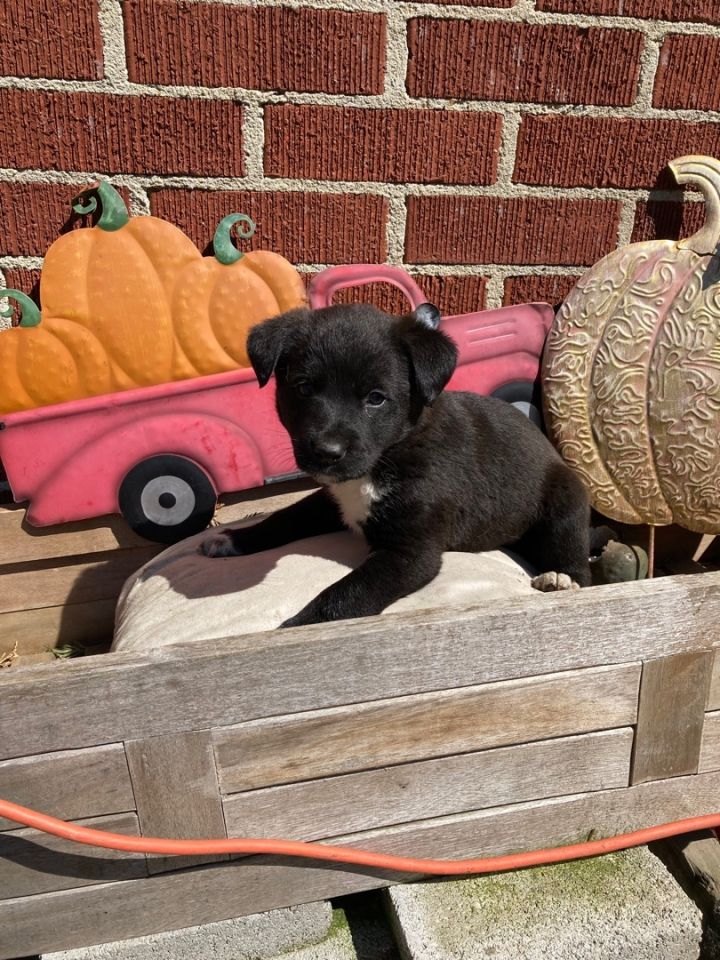Foster Needed for Litter of 4 border collie mixes 4