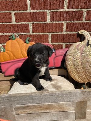 Foster Needed for Litter of 6 border collie mixes