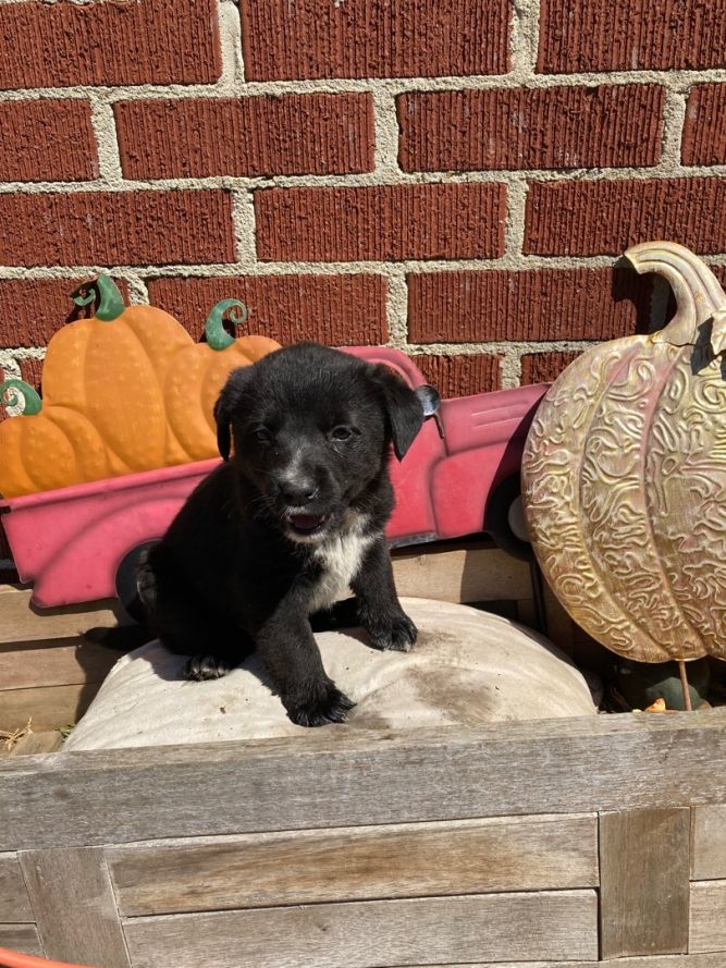 Foster Needed for Litter of 4 border collie mixes
