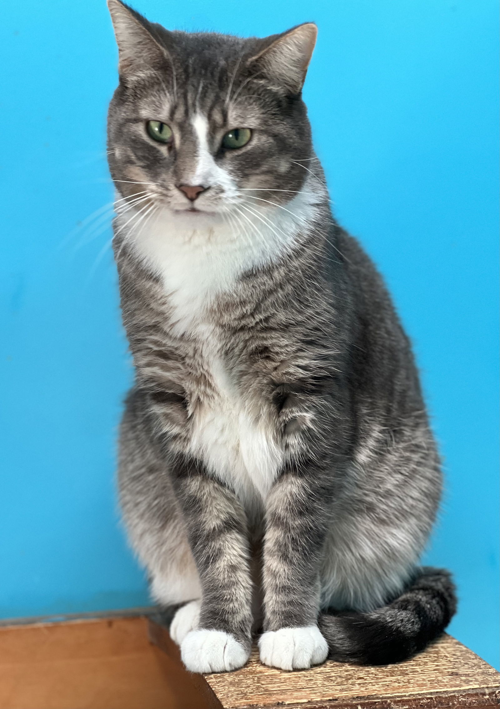 Conrad, an adoptable Domestic Short Hair in Estherville, IA, 51334 | Photo Image 1