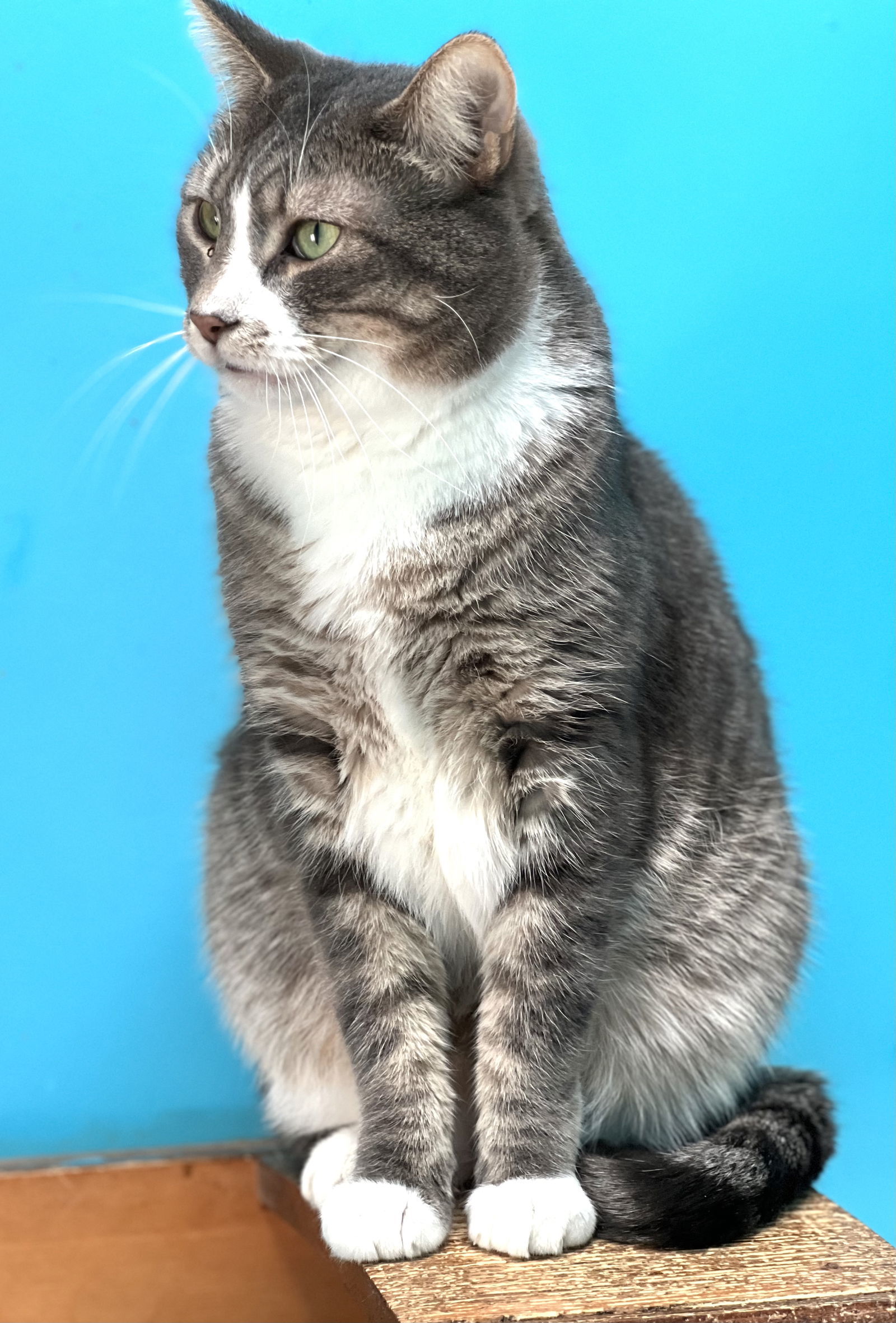 Conrad, an adoptable Domestic Short Hair in Estherville, IA, 51334 | Photo Image 2