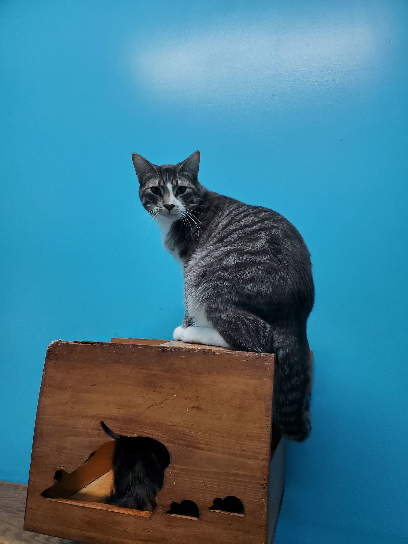 Conrad, an adoptable Domestic Short Hair in Estherville, IA, 51334 | Photo Image 3