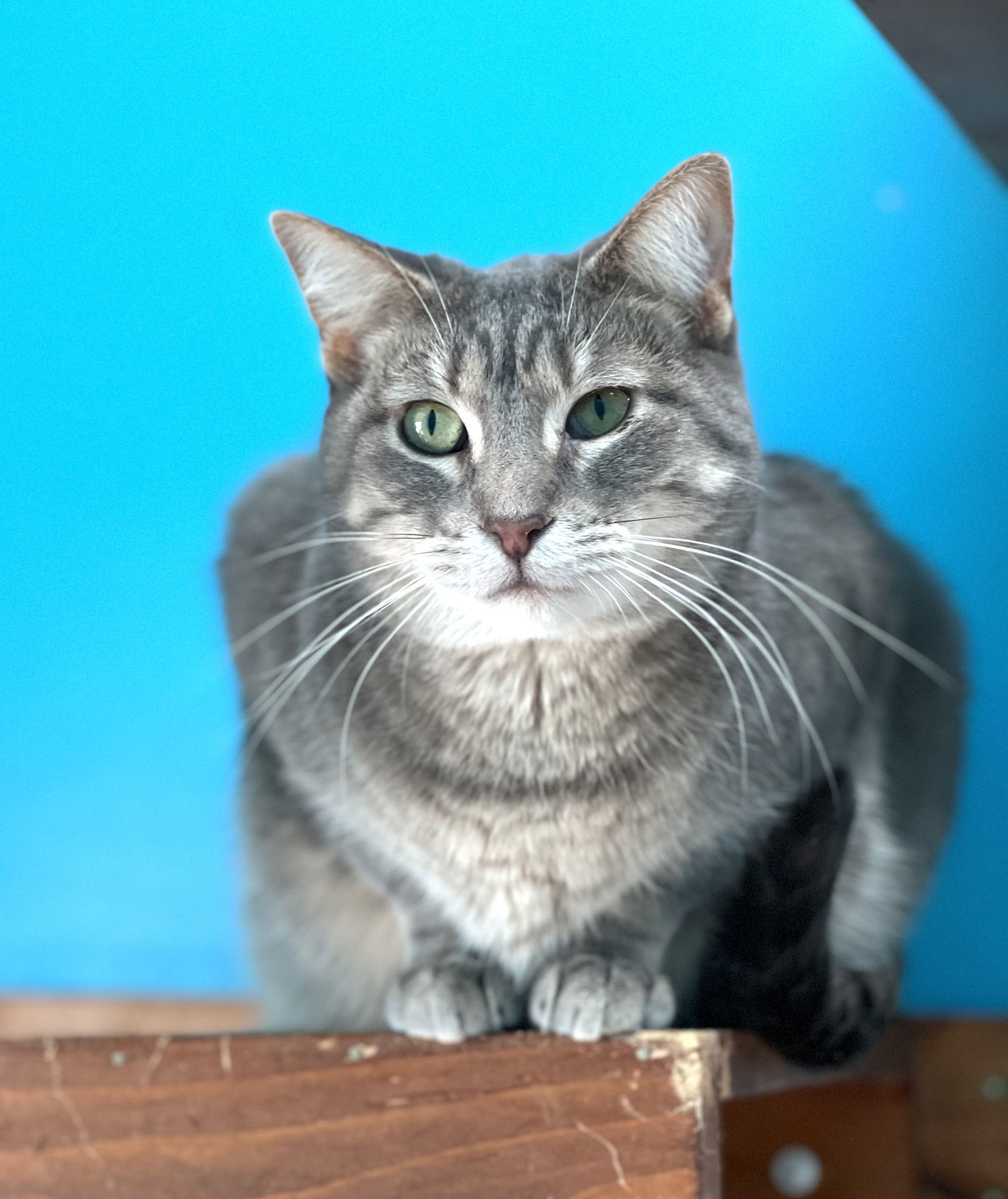 Coral, an adoptable Domestic Short Hair in Estherville, IA, 51334 | Photo Image 1