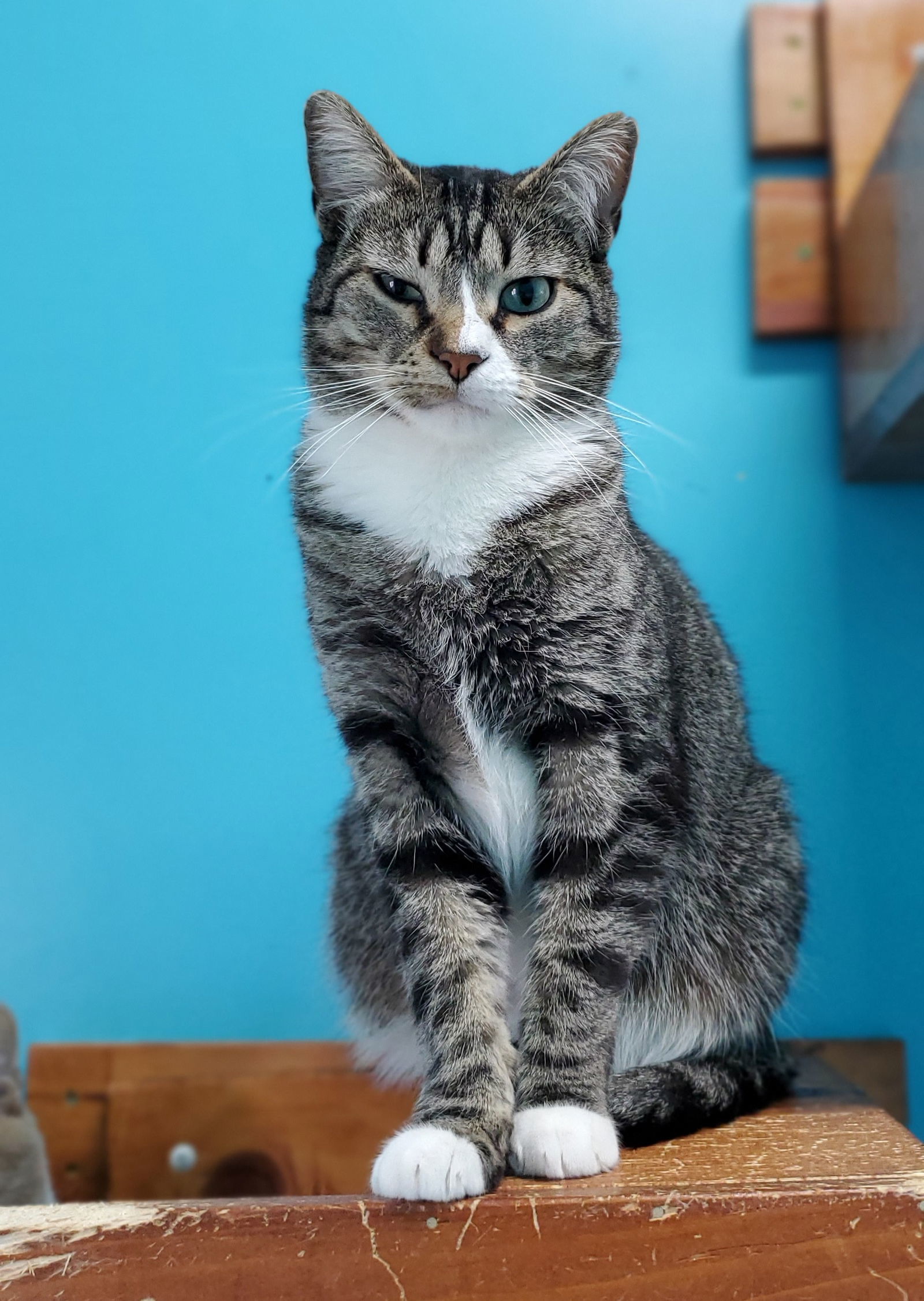 Connie, an adoptable Domestic Short Hair in Estherville, IA, 51334 | Photo Image 1