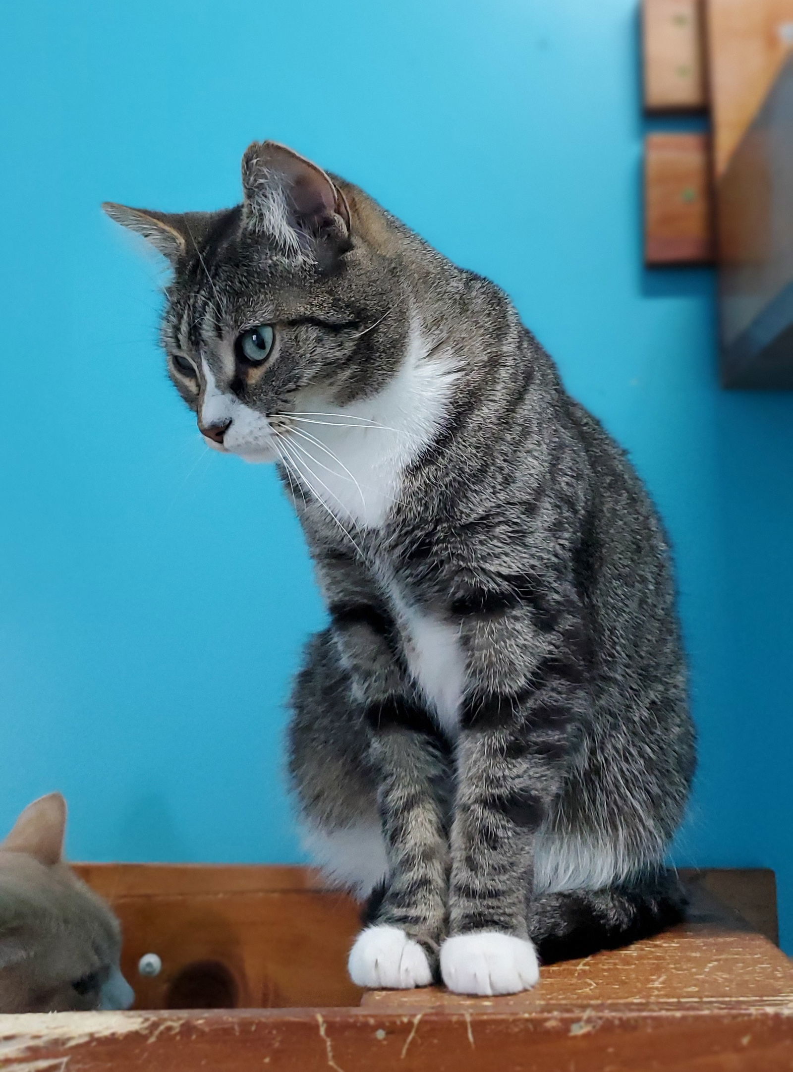 Connie, an adoptable Domestic Short Hair in Estherville, IA, 51334 | Photo Image 3