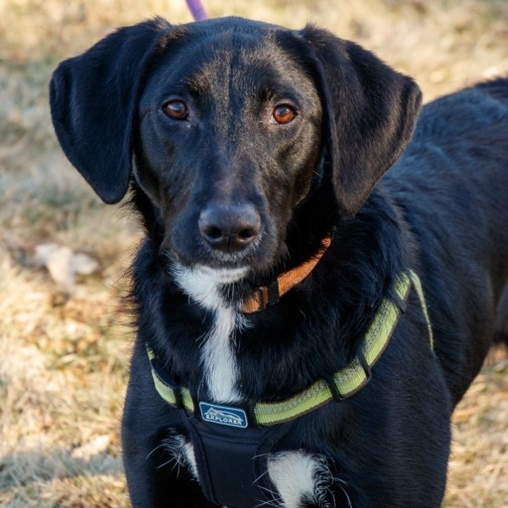 Fresca (Kola's pup) 3