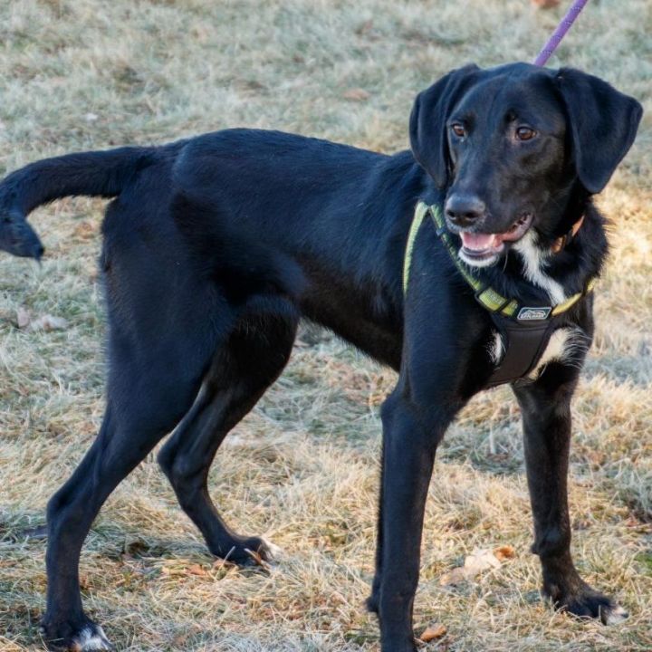 Fresca (Kola's pup), an adopted Labrador Retriever Mix in Hartland, WI_image-5
