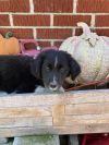 Litter of 3 Border Collied Need Foster