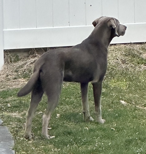 Dog for - #38, Chocolate Labrador Retriever Mix Killingworth, CT | Petfinder