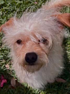 Fuzzy, an adoptable Chihuahua & Miniature Poodle Mix in Cypress, TX_image-3