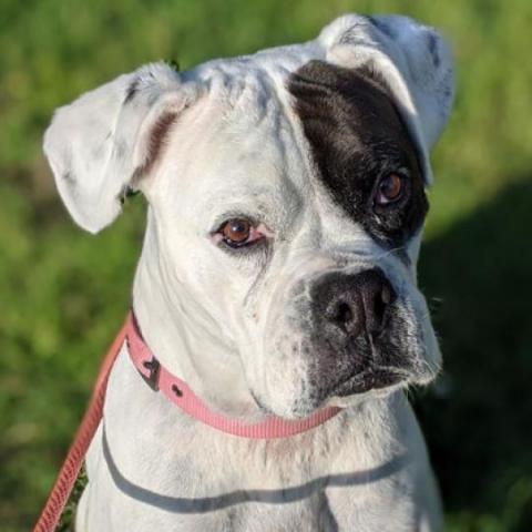 Ella, an adoptable Boxer in Wichita, KS, 67278 | Photo Image 1