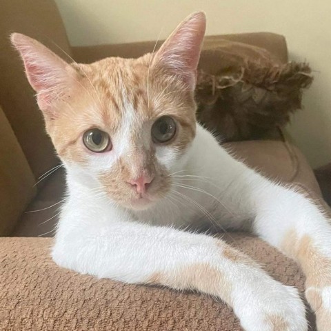 Ranger, an adoptable Domestic Short Hair in Wichita, KS, 67278 | Photo Image 2