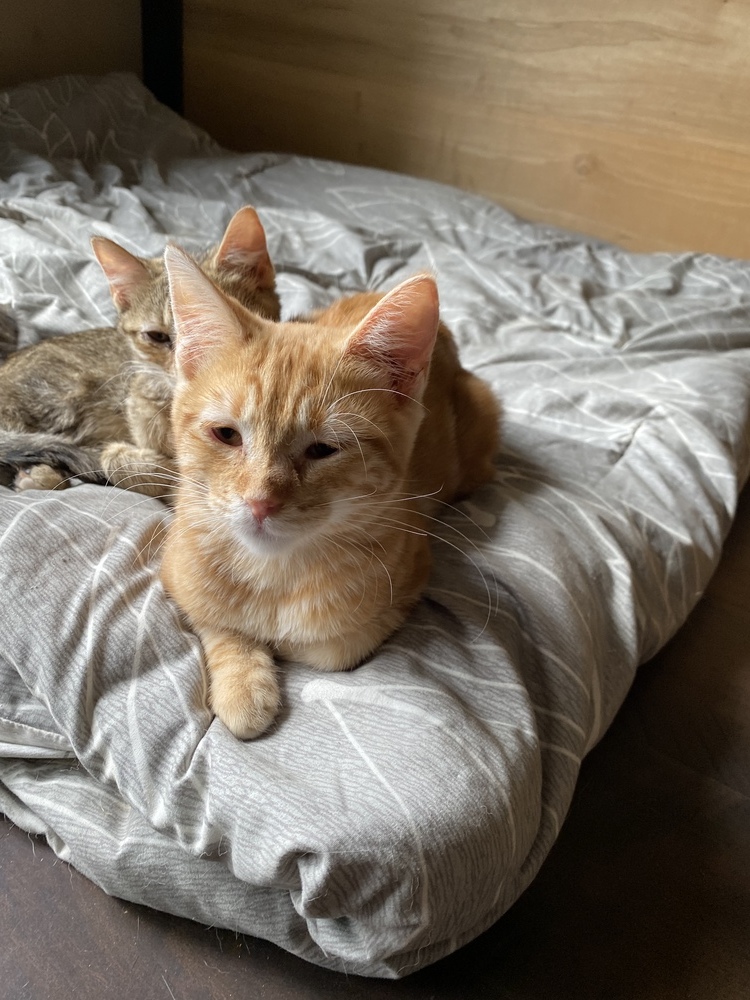 Gimlet, an adoptable Domestic Short Hair in Albany, WI, 53502 | Photo Image 1